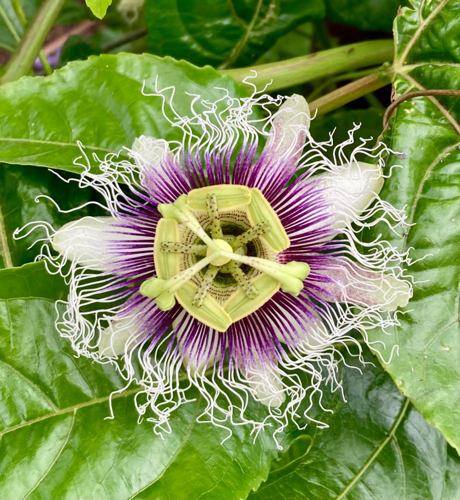 Purple and white passion fruit flower amid green leaves 