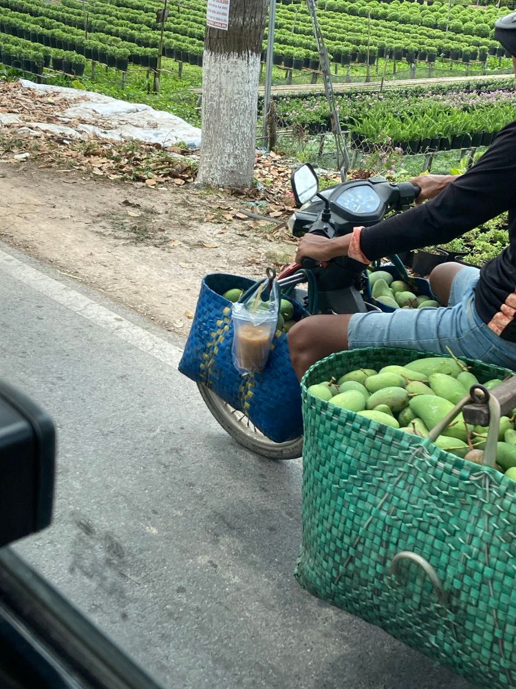 Produce driver in blue shorts and a long-sleeved black top. A cup of Iced coffee hangs in a bag attached to the left handlebar. Green baskets in rear heave with mangos. Smaller Blue and gold baskets in front also carry mangoes 