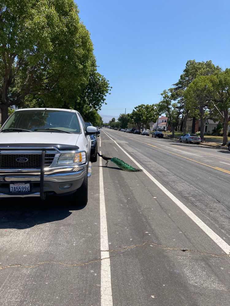 Peacock with a long tail hanging out in a door zone bike lane