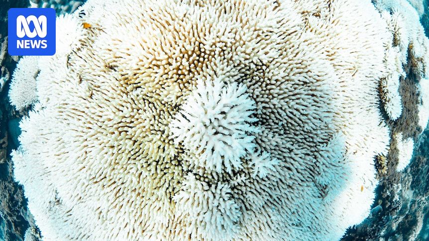 In Western Australia, the damage to coral reefs including the World Heritage-listed Ningaloo has eclipsed any previous bleaching events.