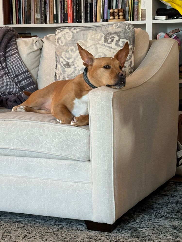 Brown and white dog on a white couch. The dog is lounging with folded paws and her head is resting on the arm of the couch. She has very large and kind of pointy ears. She is giving the camera some serious side eye