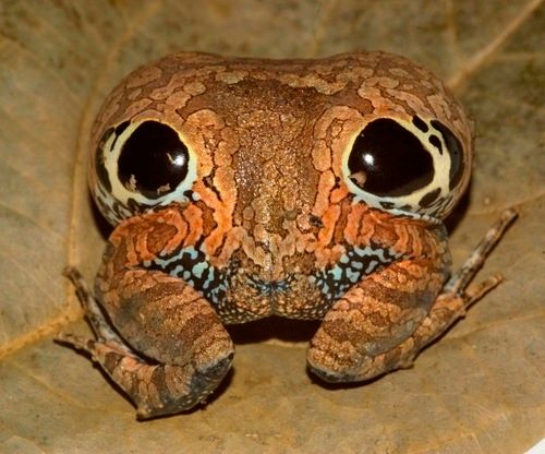 Physalaemus nattereri de espaldas. Foto de Adriano Maciel

https://spain.inaturalist.org/photos/53910616