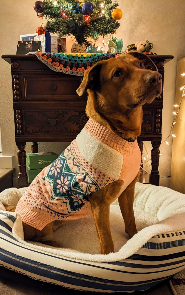 Coco, a brown dog, wears a pink and blue sweater while posing in front of an Xmas tree