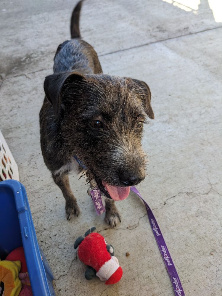 Black male terrier named Rocky stands over his conquest: a Santa chew toy.