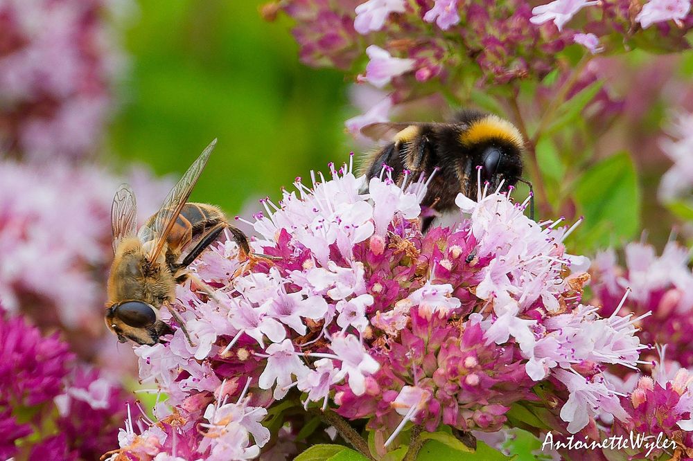 eine Biene und eine Hummel sammeln Pollen. Die Blüte ist ein zartrosa farbiger wilder Thymian.