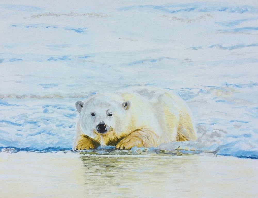 Polar bears are running out of ice floes which are necessary for hunting food