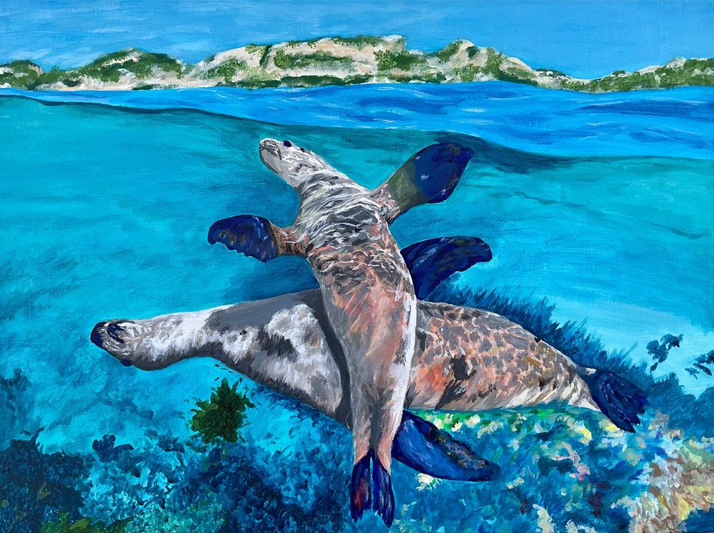 Australian sea lions, mother and young, Coral Coast, Australia.