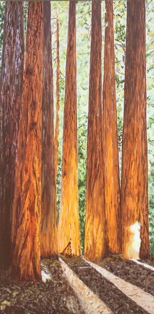 Giant Sequoias - California Sierra Nevada