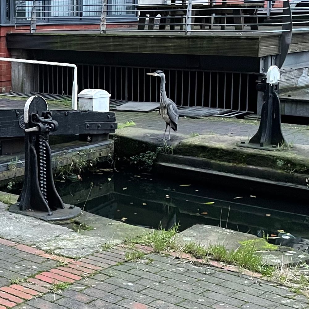 Grey heron sitting patiently at the water’s edge of a somewhat grungy industrial canal on an overcast British morning, just left of a small bridge. 