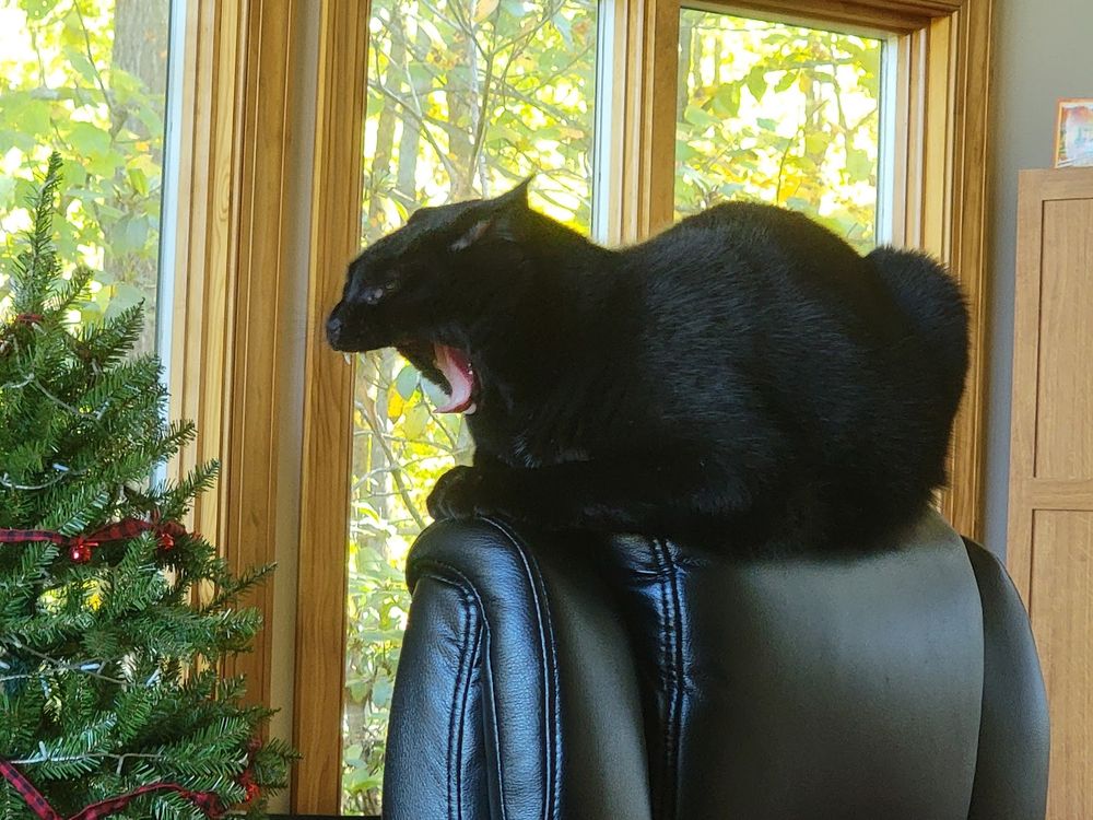 Black cat on headrest of tall black chair giving big yawn. Big yawn!