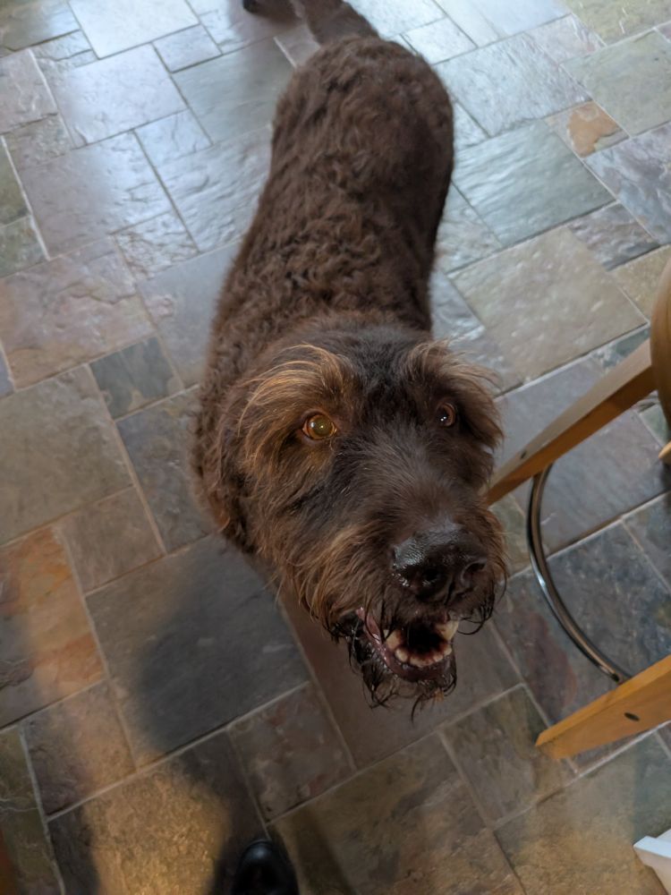 Some kind of brown poodle mix dog with big bushy eyebrows looking up at the camera