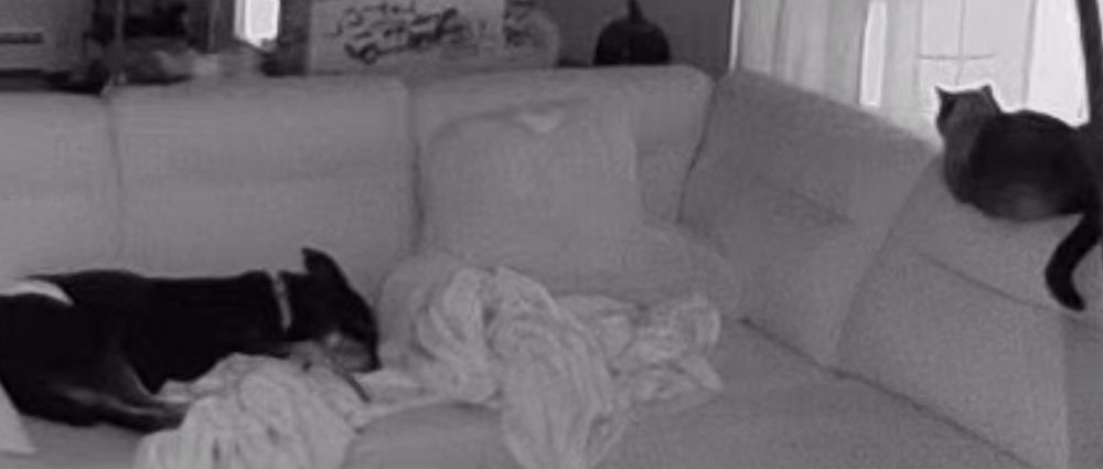 Dog and cat on couch.