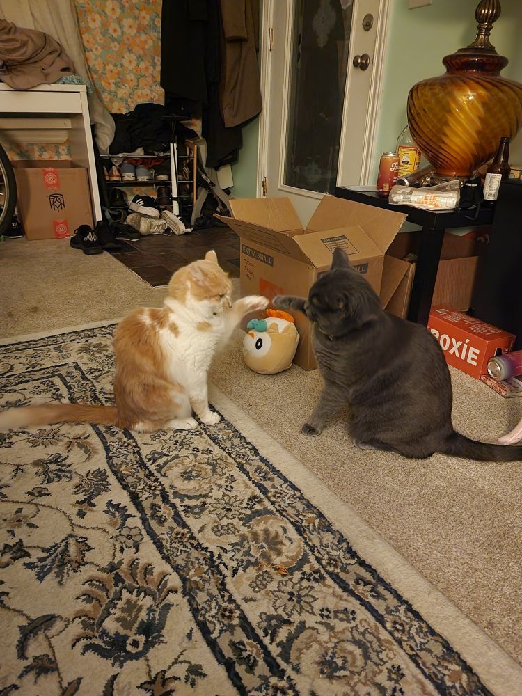 two cats mirror fighting