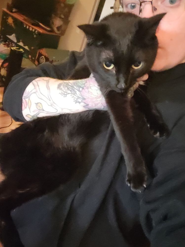 A black cat held against my torso, which is clad in a black hoodie. The cat is staring pathetically at the camera as she suffers her sentence of air jail.

She knows what she did. 