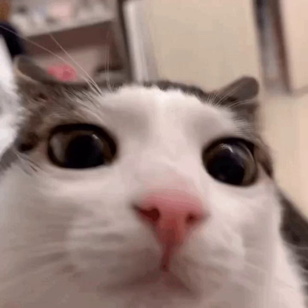 a close up of a cat 's face looking at the camera with a surprised look on its face .