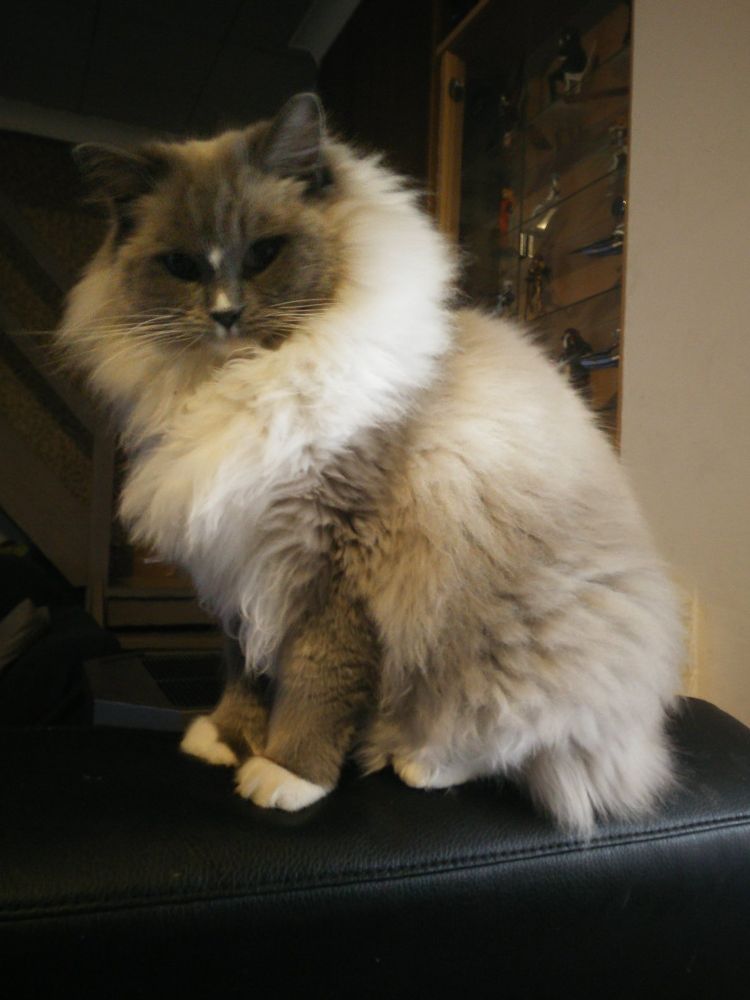 TonTon the ragdoll cat sitting on the back of a couch and looking imperious
