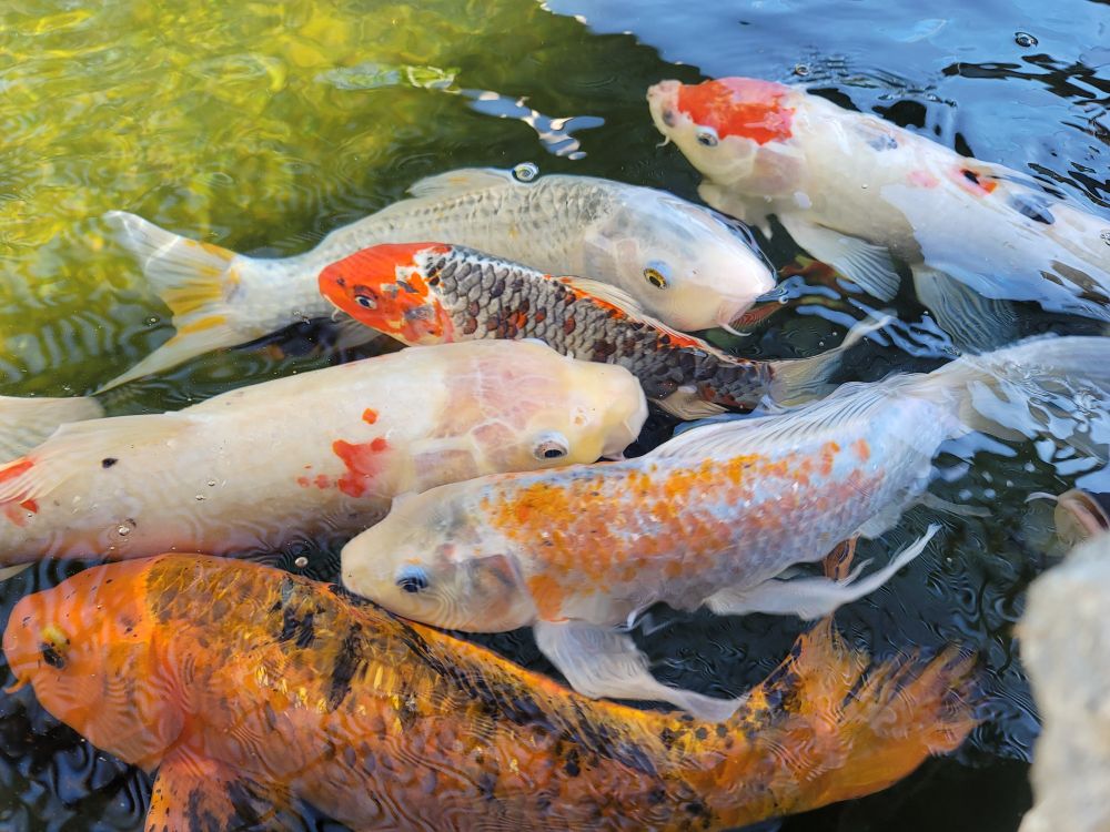 Group of koi in the pond, interlacing with each other, half swimming right, other half swimming left.
