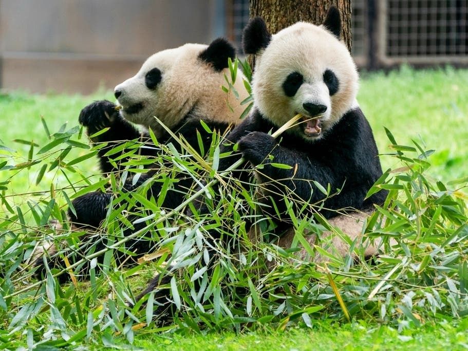 New giant pandas! These are Qing Bao (f; 