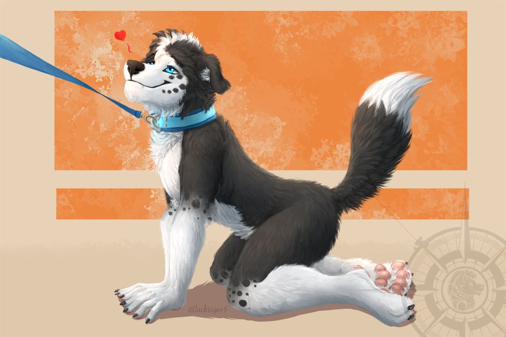Anthro boarder collie being on a leash on all fours
