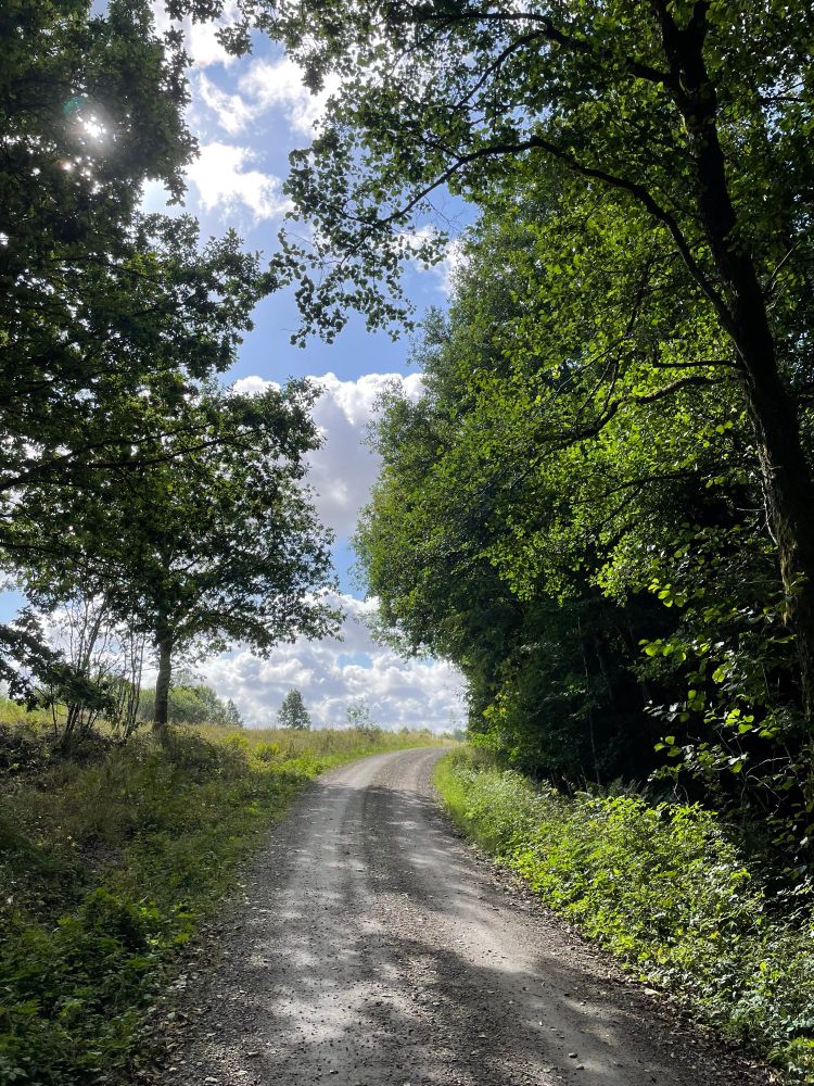 A road in a wood