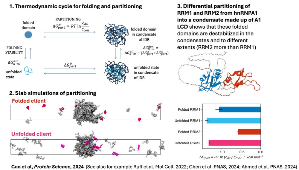 Figure outlining our approach to study changes in protein folding in condensates by simulations of differential partitioning of folded and unfolded proteins