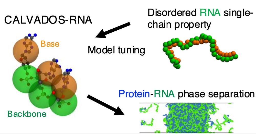 Table of Contents figure showing the CALVADOS-RNA model and a snapshot from a mixed protein-RNA condensate
