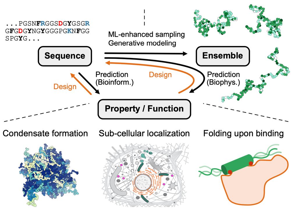 Figure from the paper illustrating sequence–ensemble–function relationships for disordered proteins. ML prediction (black) and design (orange) approaches are highlighted on the connecting arrows. Prediction of properties/functions from sequence (or vice versa, design) can include biophysics approaches via structural ensembles, or bioinformatics approaches via other hetero- geneous sources. The lower panels show examples of properties and functions of IDRs for predictions or design targets. ML, machine learning; IDRs, intrinsically disordered proteins and regions.