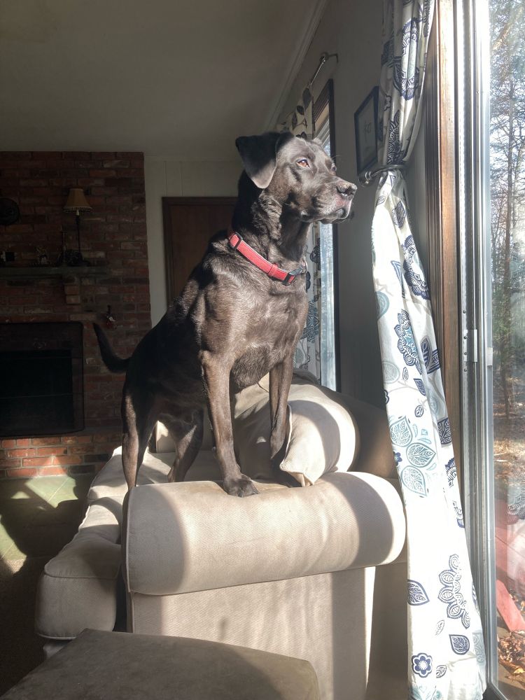 Black and gray dog standing on couch looking out of the window.