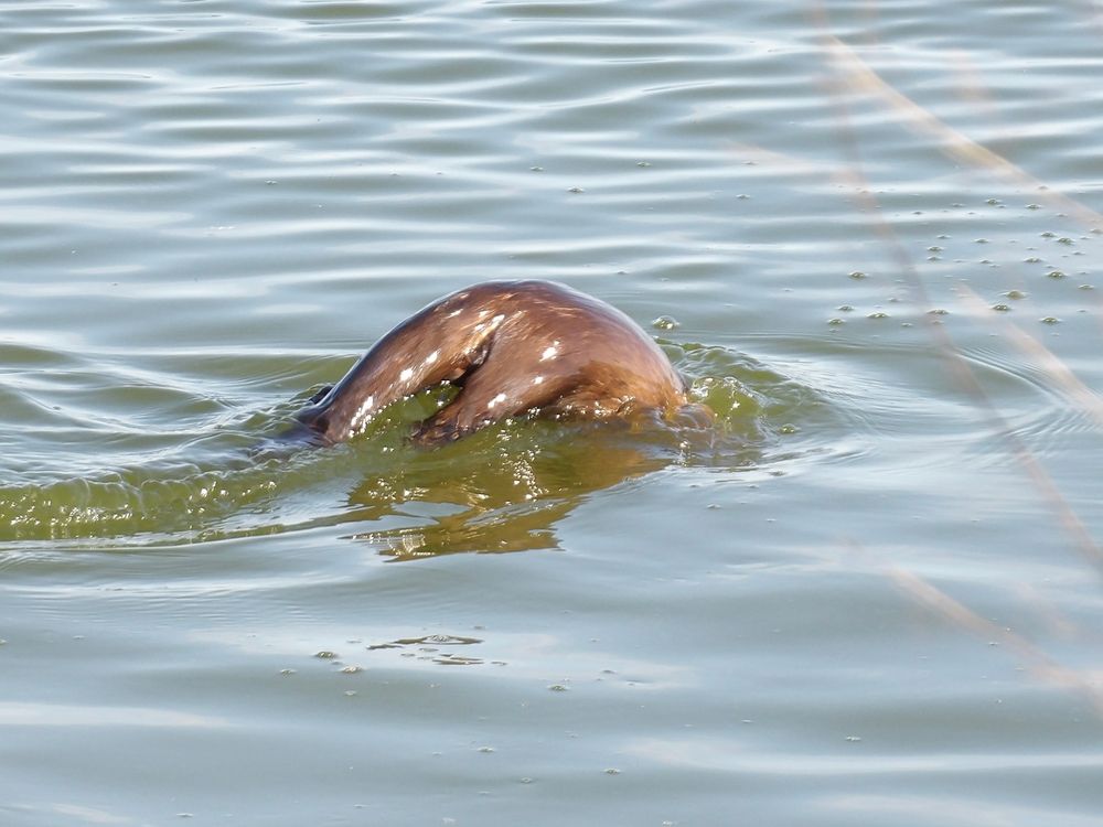 North American river otter diving with its butt above the surface