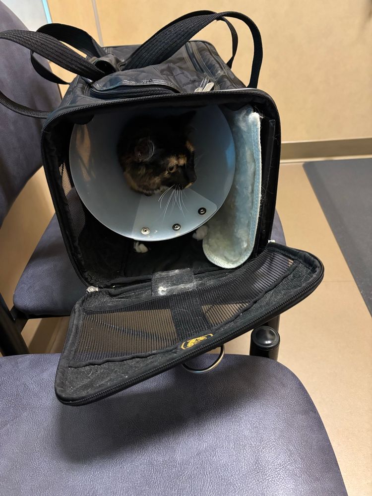 A tortie kitten in a black fabric Sherpa carrier, which is on a blue office chair. She has a clear plastic cone around her neck and is looking off to the side of the photo, listening to the activity in the veterinary office. 