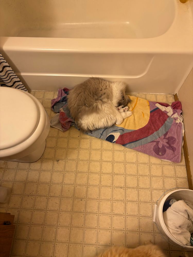 In a bathroom, a fluffy gray and white Ragdoll cat lays curled up. His back paws are stretched up near his face, and his front paws are wrapped around his hind legs. His nose is tucked against his chest and he is sleeping on a folded towel of Eeyore from Winnie the Pooh. 