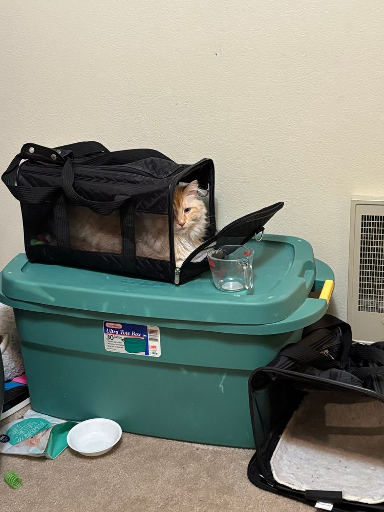 The same cat from a sideways view. You can only see half of his face peeking out of the carrier from this distant shot, where he is still curled up. The tub he is on is in full view, and you can also see the other carrier on the floor next to it. 