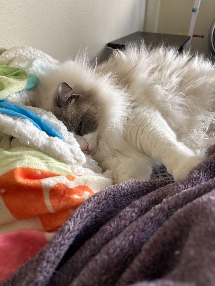 A fluffy white cat with a gray mask lays on his side on a bed. His face is partially obscured tucked against a rainbow colored blanket and his paws are in the middle of making biscuits into a purple blanket in the foreground. 
The one eye you can see is open just a crack, and he looks sleepy. 