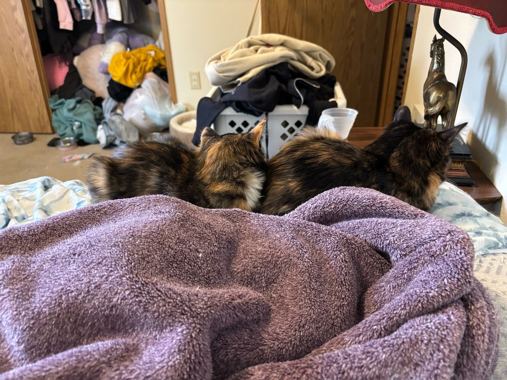 Two tortoiseshell kittens are laying on the side of a bed. One is behind the other with her cheek resting on her sister’s backside. Both are facing away from the camera. The background shows my lamp, my overflowing clean laundry basket, and my closet overflowing with my stuffed animals. In the foreground is a purple blanket. 