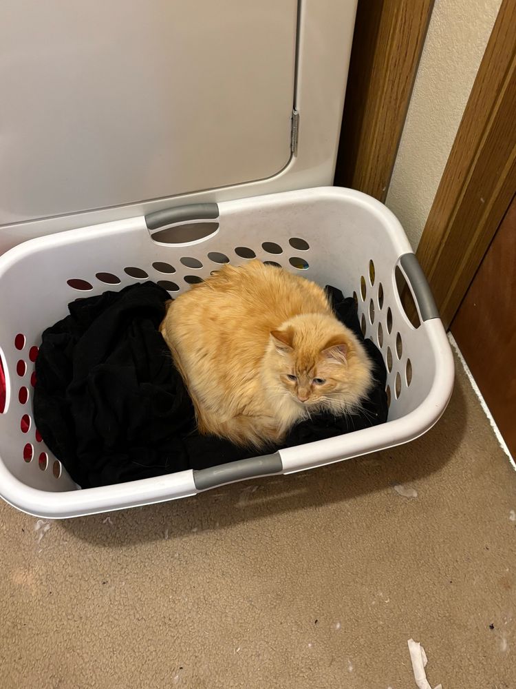 A fluffy orange cat with facial tabby markings lays curled up in a laundry basket with dark clothing. He is looking at something down and out of frame. 