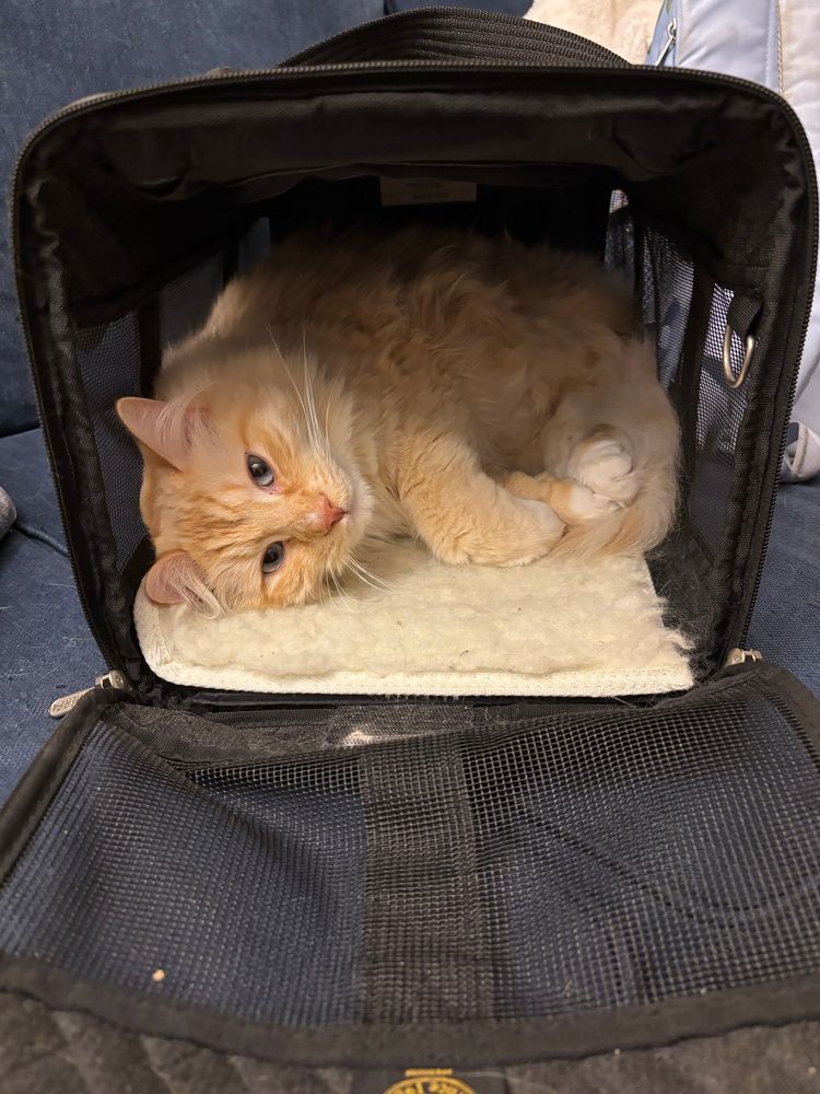 a pale orange cat with cream mittens lies on his side curled up in a black fabric carrier. the front of the carrier is open and it is clear he had walked in of his own accord for a nap. his eyes are open and he is looking at the camera. 