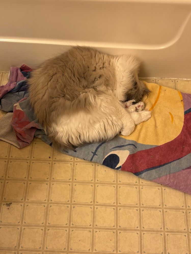 This is the same shot as the previous photo, but a closer zoom. 

In a bathroom, a fluffy gray and white Ragdoll cat lays curled up. His back paws are stretched up near his face, and his front paws are wrapped around his hind legs. His nose is tucked against his chest and he is sleeping on a folded towel of Eeyore from Winnie the Pooh. 