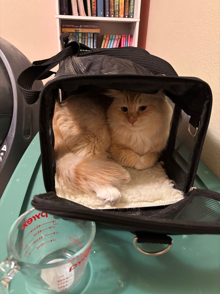 A fluffy orange cat with cream paws is curled up in a black Sherpa carrier. His front paws are folded against his chest, and he is partly upright, with his backend squeezed against the side of the carrier. A measuring cup is in the foreground and he is on a green tub where the carrier was left. 