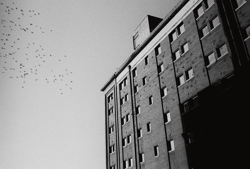 A flock of birds flying by with their shadows on an old brick building in black and white. 
