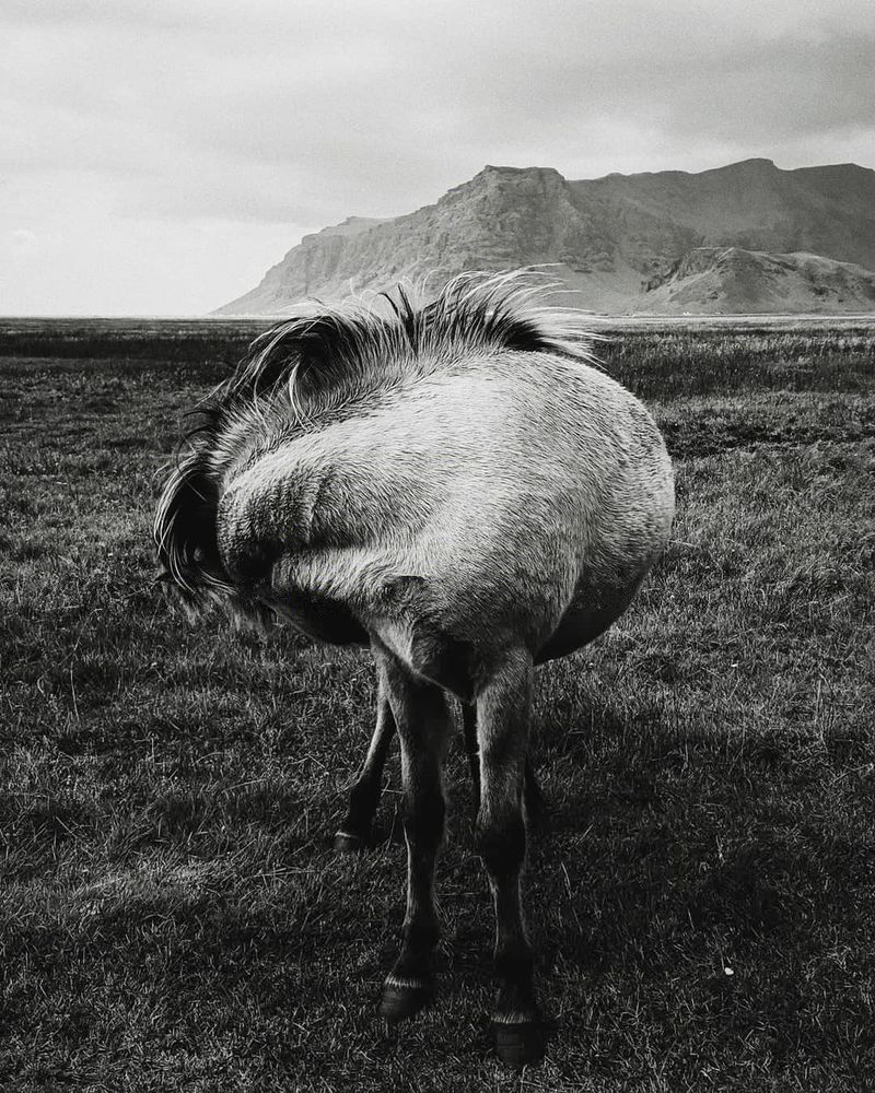 An Icelandic Horse with its head turned sideways and a mountain in the distance. 