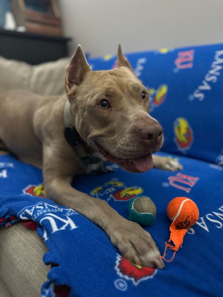 Nala lying down on the couch looking at the photographer with two small tennis balls, one sea green and one orange, in various stages of disassembly in front of her.