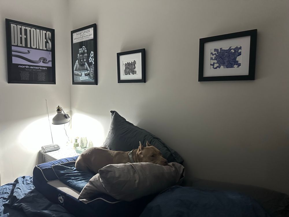 Nala laying in her dog bed on top of a human bed, head resting on a pillow.