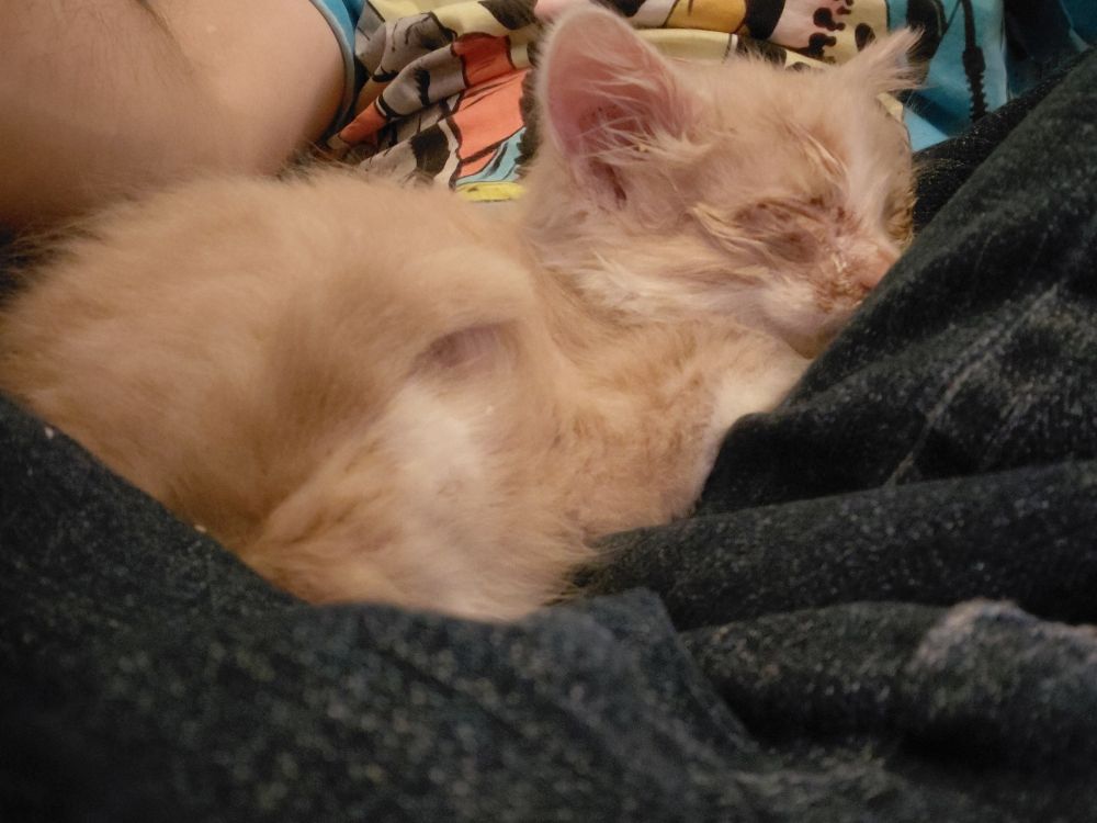Tan and white kitten, sleeping in lap