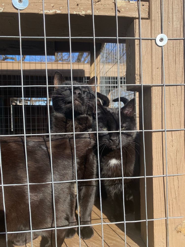 3 black cats in a Catio.  