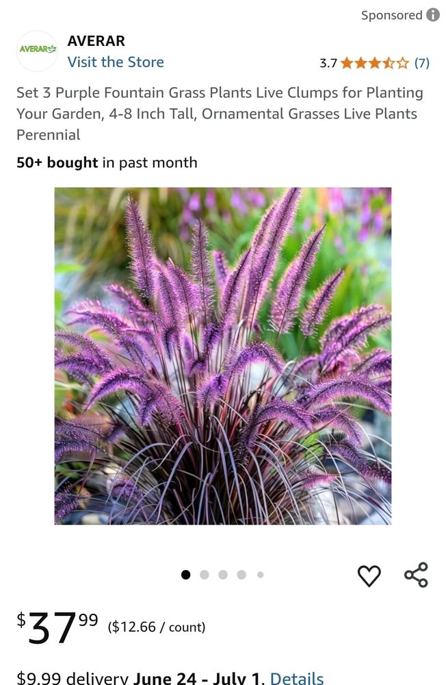 Screenshot of Purple fountain grass and Cheyenne Sky switch grass