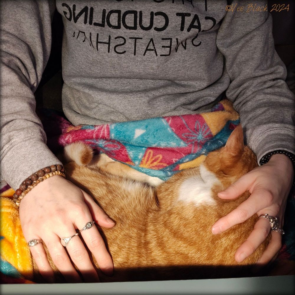 Cat on a comfy blanket in my lap. Both hands on the cat. You can see the front of a sweater.