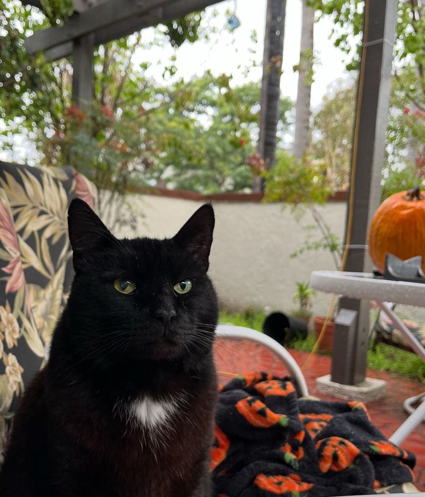 A black cat with white ascot and green eyes seated in a chair on a blanket  (black, with pumpkins), in front of a table with a pumpkin on it on a patio with rain in the background