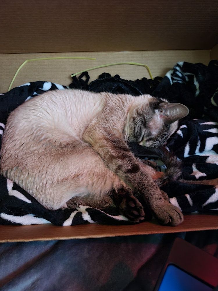 A Siamese mix cat curled up asleep on a black and white blanket in a printer paper box