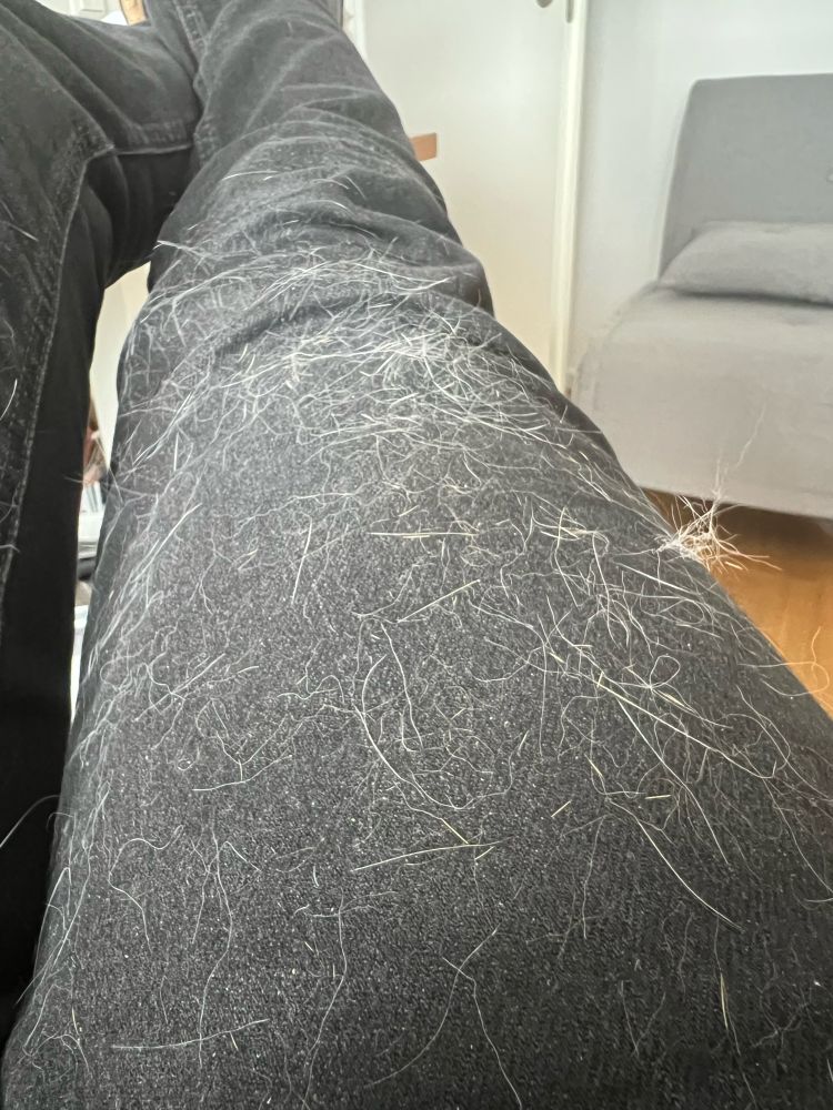 Photo of my black jeans which is totally covered in cat hair