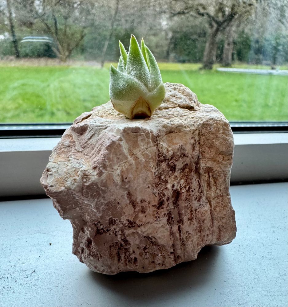 Tiny air plant offspring sitting on a pinkish piece of rock on a window ledge in front of grass and background trees. Grey day. 